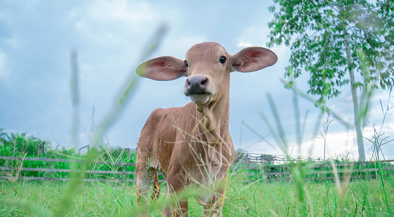 One of the newly born calves from IACCB Partnership with P4S Karya Baru Mandiri