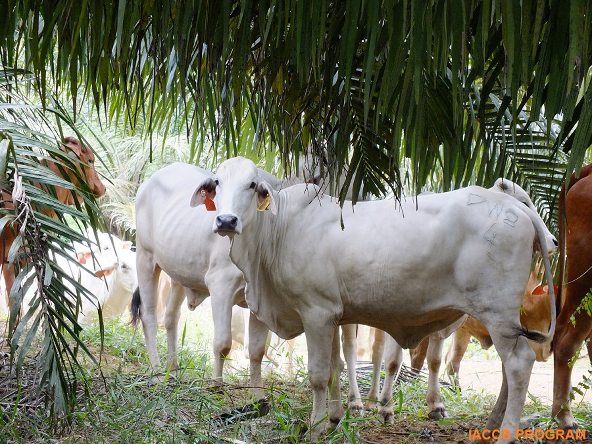 Cows under palms in PT Buana Karya Bhakti, IACCB partner site in Tanah Bumbu, South Kalimantan