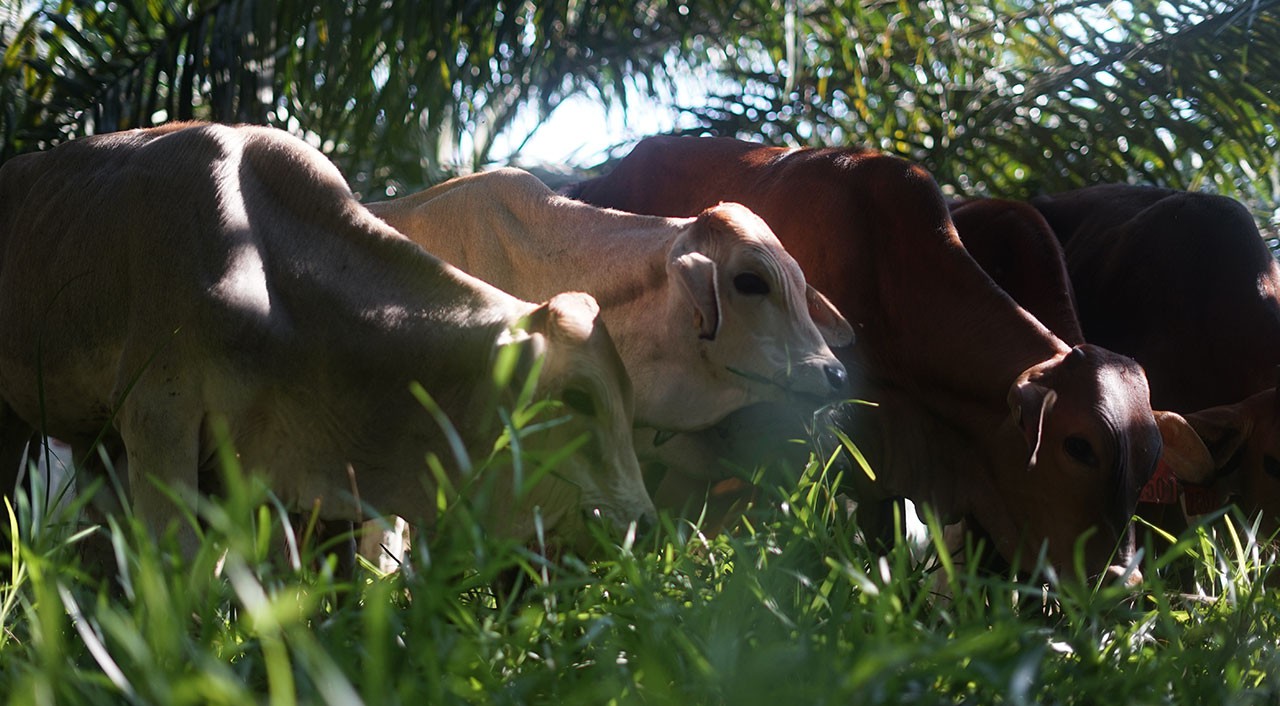 Under a canopy of palm trees, a herd of cows gathers and grazes in one spot