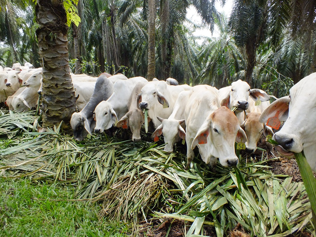 Cattle eating palm fronts in IACCB partner site in Bengkulu