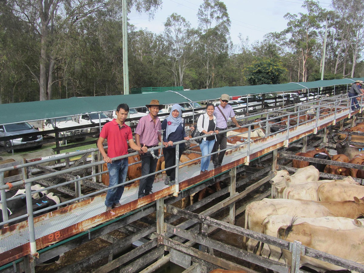 Processing course participants at the Australian Country Choice (ACC) Valley Feedlot in Queensland, Australia