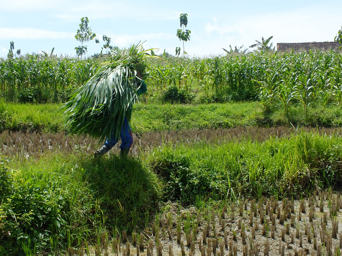 A farmer carrying grass to feed his cattle in one of IACCB partner sites in Bojonegoro, East Java