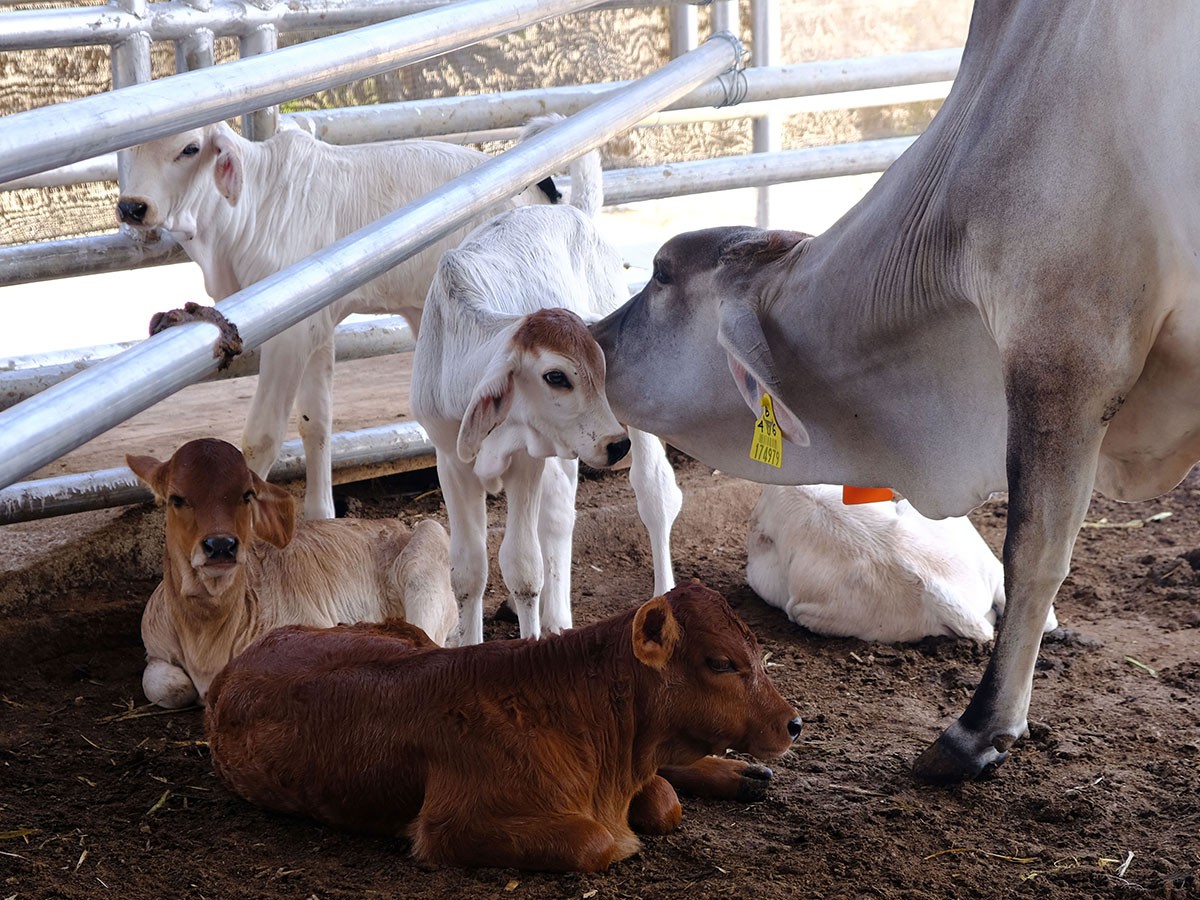 Cow and calves in a lactation pen in PT Superindo Utama Jaya, IACCB partner in Grenjeng, Central Lampung