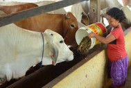 Feeding cattle within a cut and carry system in Lampung