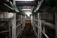 Cattle being loaded from trucks in Darwin onto a ship bound for Indonesia Photo Credit: Live Corp
