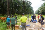 GMK and Kebun Tengah Cluster members installing an  electric fence (Photo: Partnership).