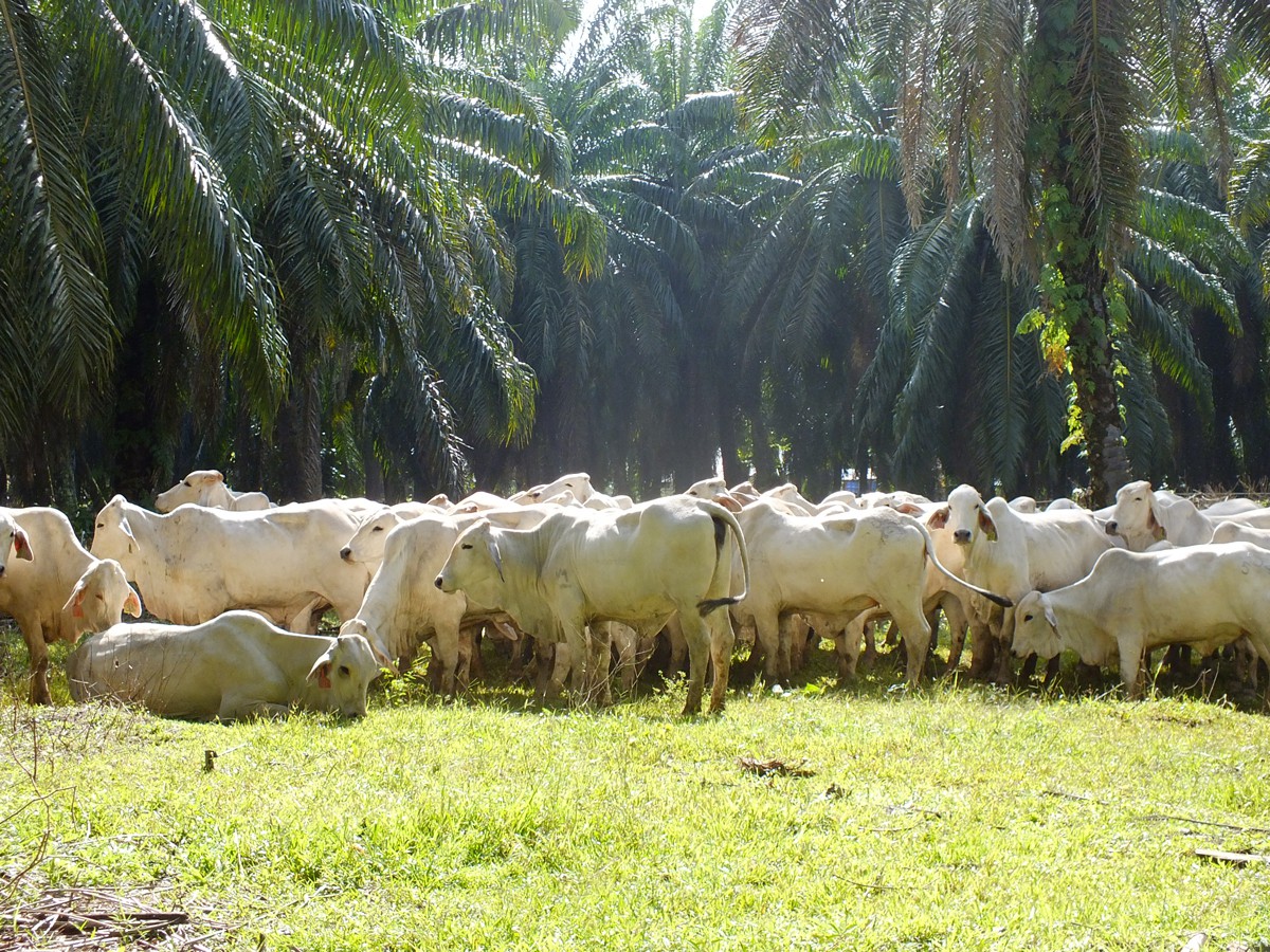 Cattle grazing under palms in IACCB partner site in Bengkulu
