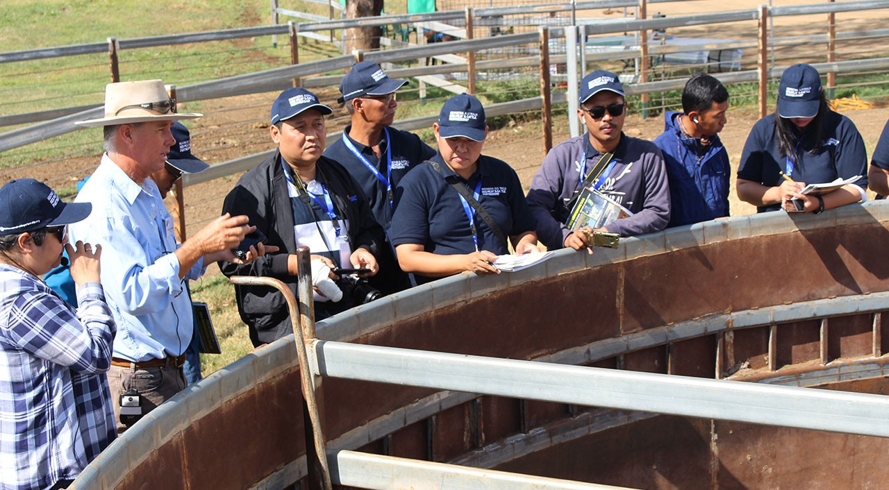The course allows professionals from the Indonesian cattle industry to learn more about sustainable and commercially feasible breeding and production methods in Indonesia and Australia