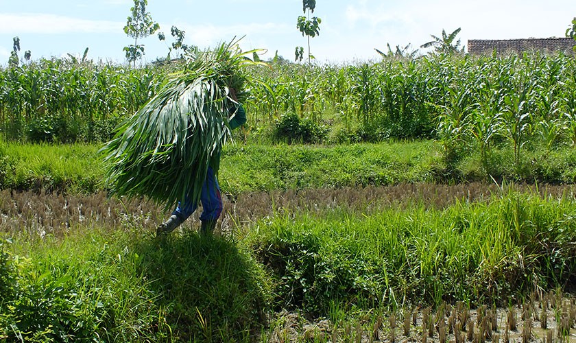 Breeding: a man carrying grass for cattle in IACCB’s cut and carry pilot project