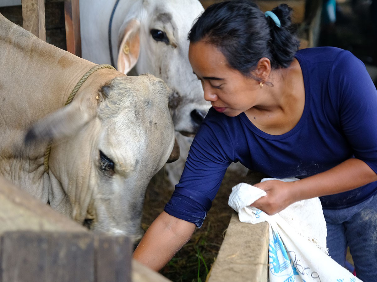 A farmer feeding her cattle in a pen