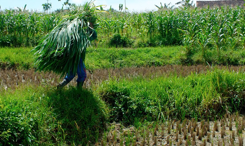 A farmer carrying grass to the pen