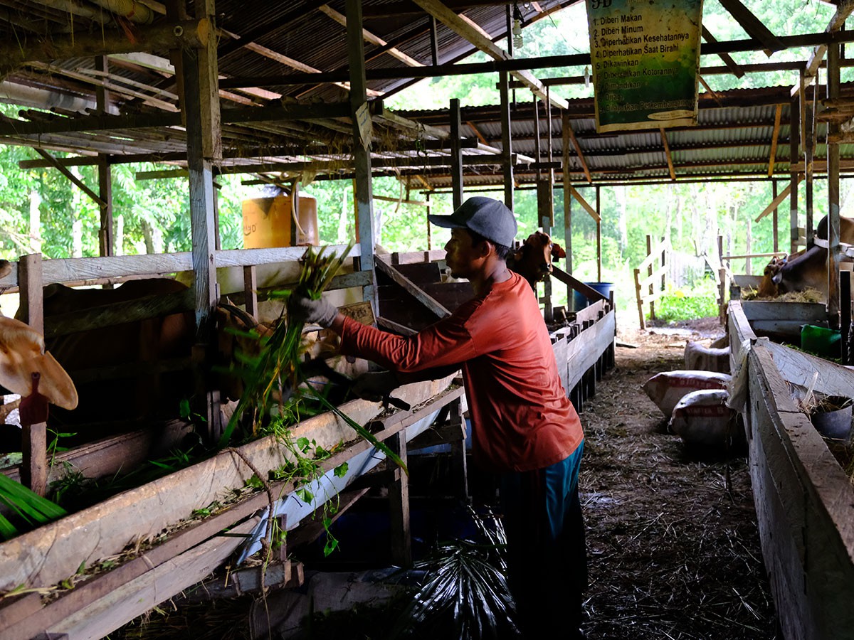 A farmer feeding his cattle in a communal pen