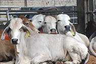 Indonesia – Australia Commercial Cattle Breeding (IACCB) Program