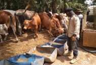 Cattle Under Oil Palms: The Figures in Focus