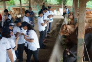 Participants of the the 2018 Commercial Cattle Breeding and Management Training discussed training materials directly in the Indonesian farms